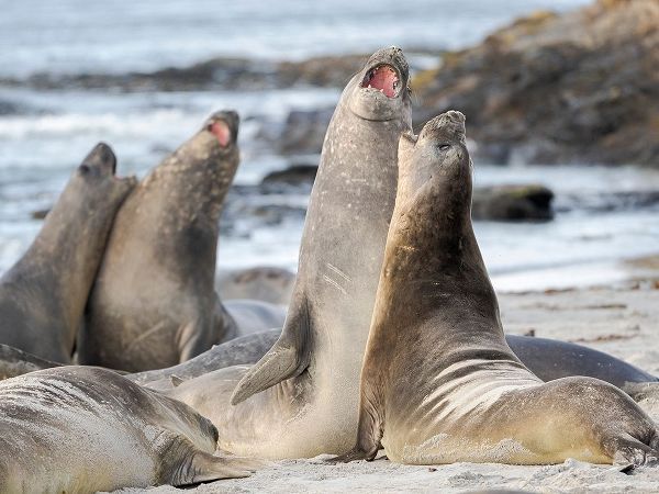 Southern elephant seal after harem and breeding season Young bulls fighting